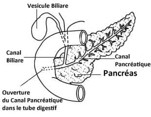 Pancréas - Pancréatite chronique