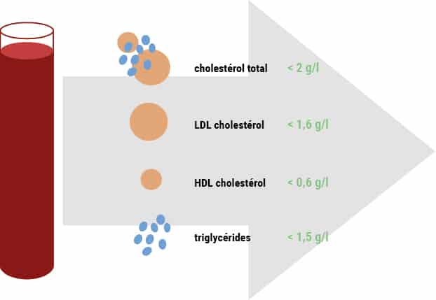 Normes du bilan lipidique