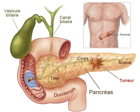 Le pancréas