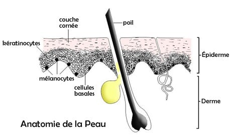 Structure de la peau pour expliquer le cancer de la peau