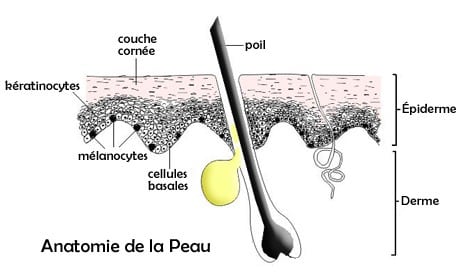 Structure de la peau pour expliquer le cancer de la peau