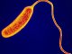 Choléra : bactérie
