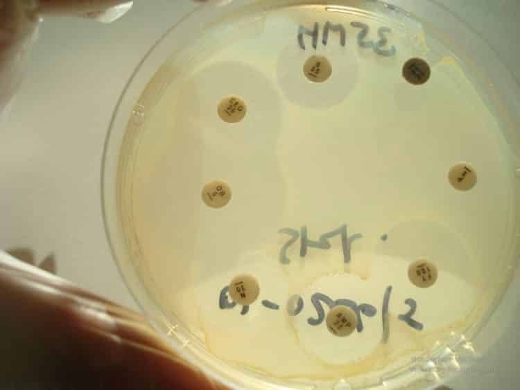 Antibiogramme avec des bactéries sensibles et résistantes