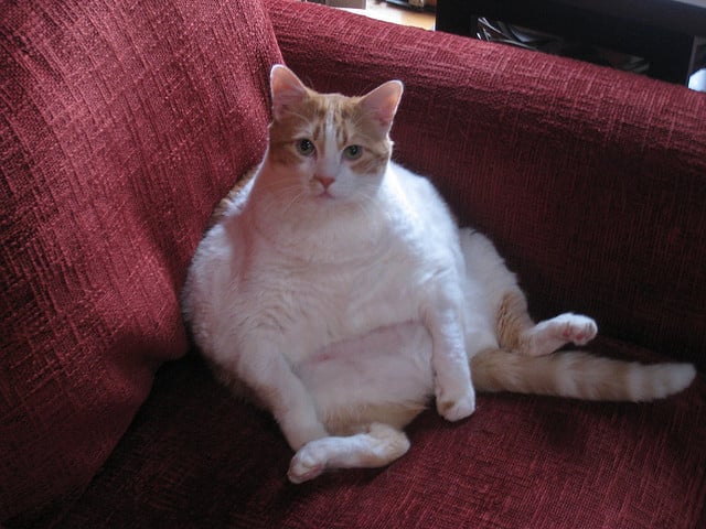 chat obèse
