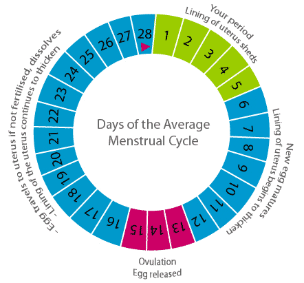 Cycle menstruel et retard de règles