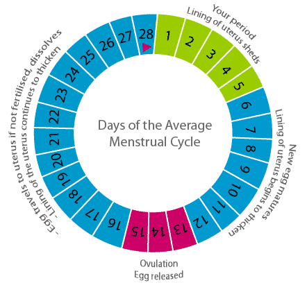 Regles menstruel