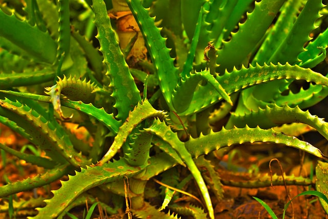 Aloe Vera