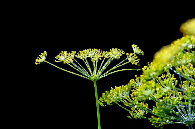 grains de fenouil doux