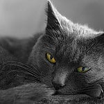 Un Chat. Image Copyright © Pittou2