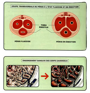 Anatomie d'une erection