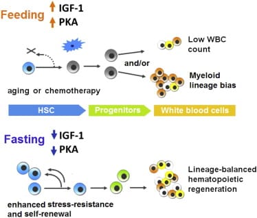 Prolonged fasting downregulates a IGF-1/PKA pathway in stem cells