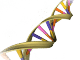 le génome humain