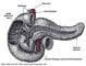 Pancreas