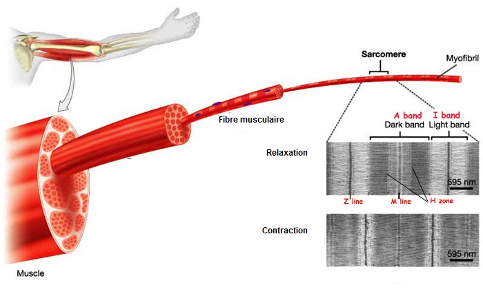 Structure musculaire et mécanisme de la contraction