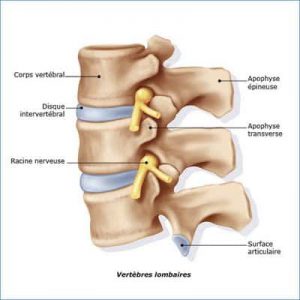 Anatomie d'une vertébre lombaire